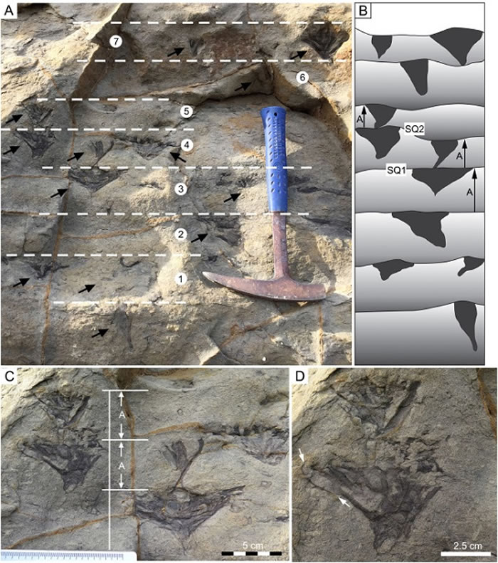 ��Ϥ����ض�������������Snapper Point�����ż���ʯParahaentzschelinia�ż��鹹�γɵ�ƽ��ṹ