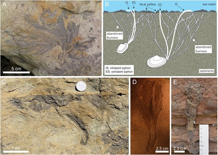 ��Ϥ����ض�������������Snapper Point�����ż���ʯParahaentzschelinia isp.���ִ�ӣ����˫����Abra nitidaǱѨ��Ϊ��
