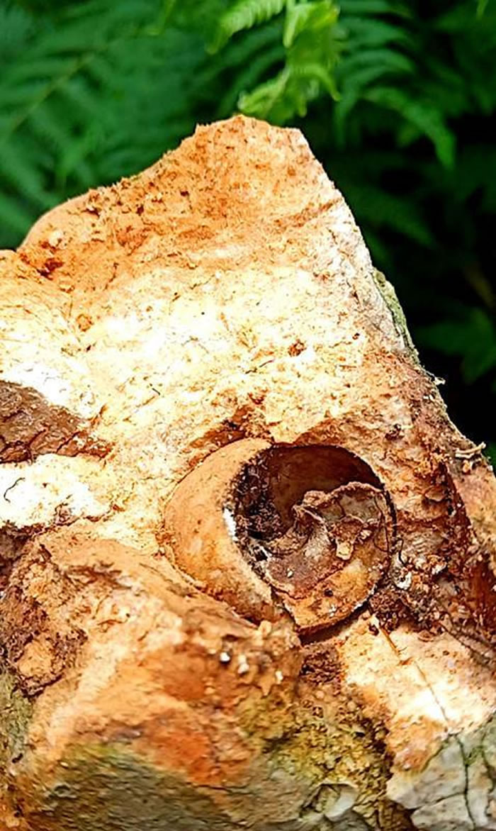 ���ݱϽ����ǹ������֡���ʯɽ�� ר�ң�������ѧ���л���