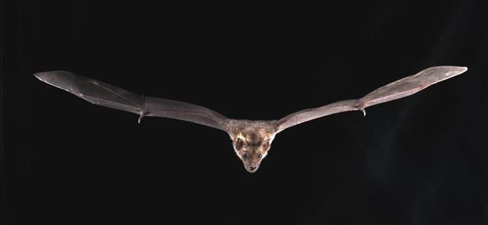 基因组测序显示蝙蝠在6500万年里是如何战胜病毒的