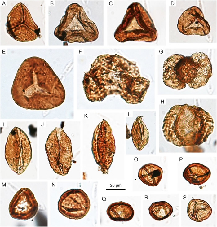 四川宣汉地区早侏罗世的代表性孢粉化石
