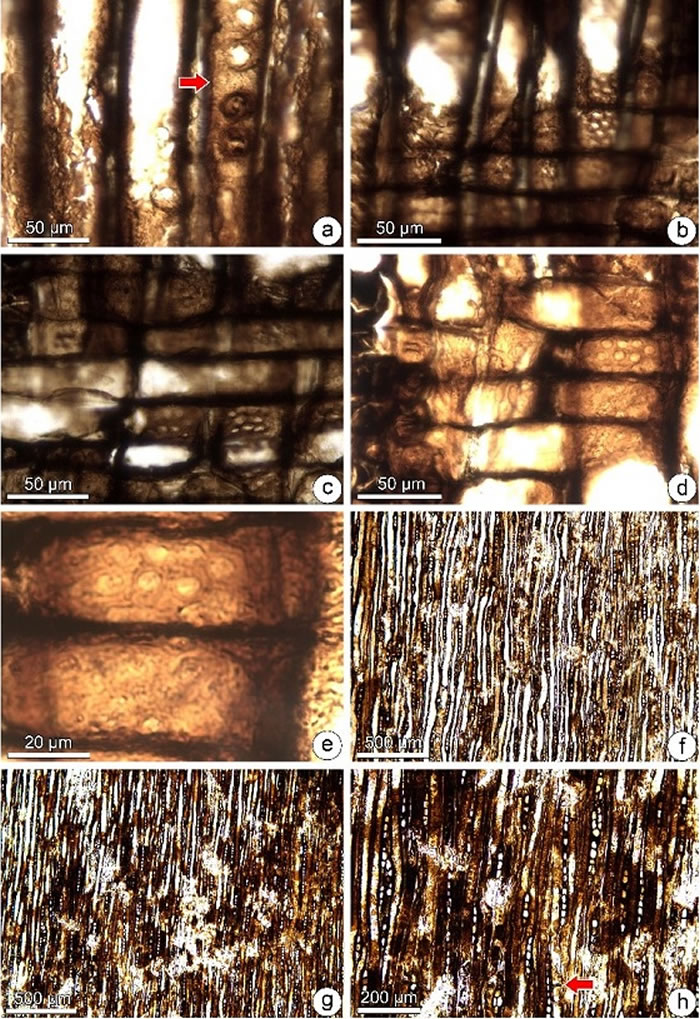 �㽭��������ɰ���ľ��ʯ�����϶�ľ�����泡�ƿ׼�ľ���߹���