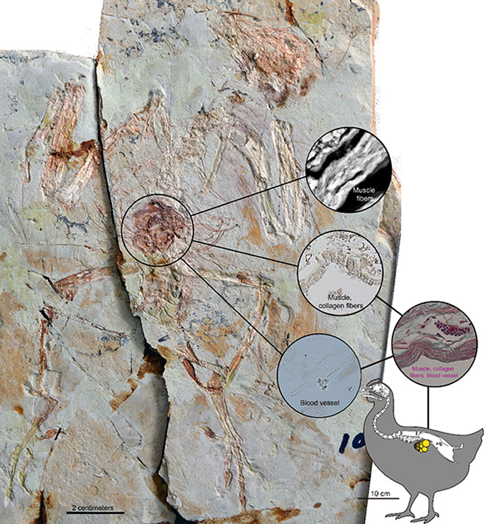 反鸟类与现代鸡的卵巢滤泡对比照片(Alida Bailleul供图)