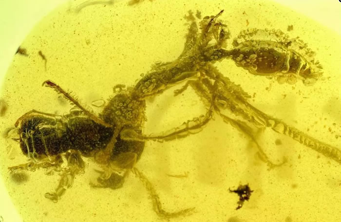 9900万年前白垩纪琥珀中的“地狱蚂蚁”Ceratomyrmex ellenbergeri