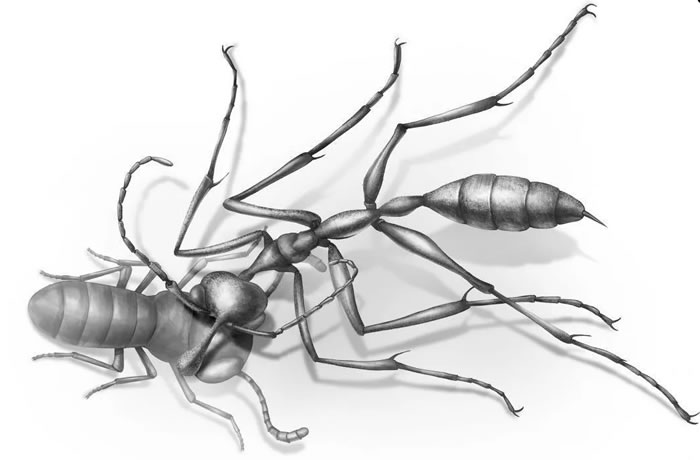 9900����ǰ���Ѽ������еġ��������ϡ�Ceratomyrmex ellenbergeri