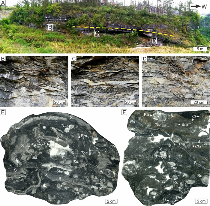 贵州独山中泥盆吉维特阶鸡窝寨生物礁