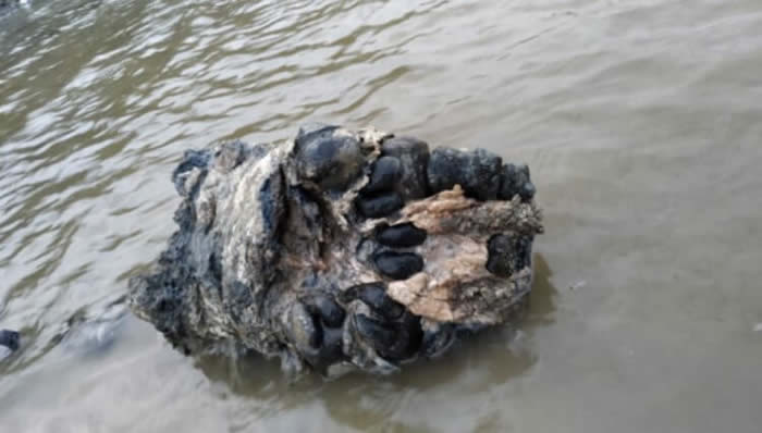 ����˹������-���������������������������ź�