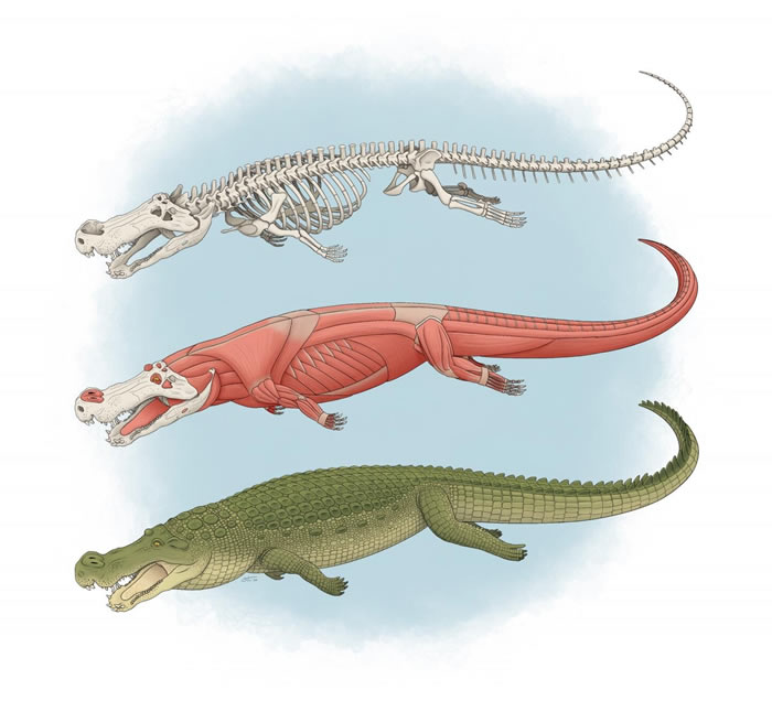 7500굽8200ǰֲ㡱Deinosuchus㽶С