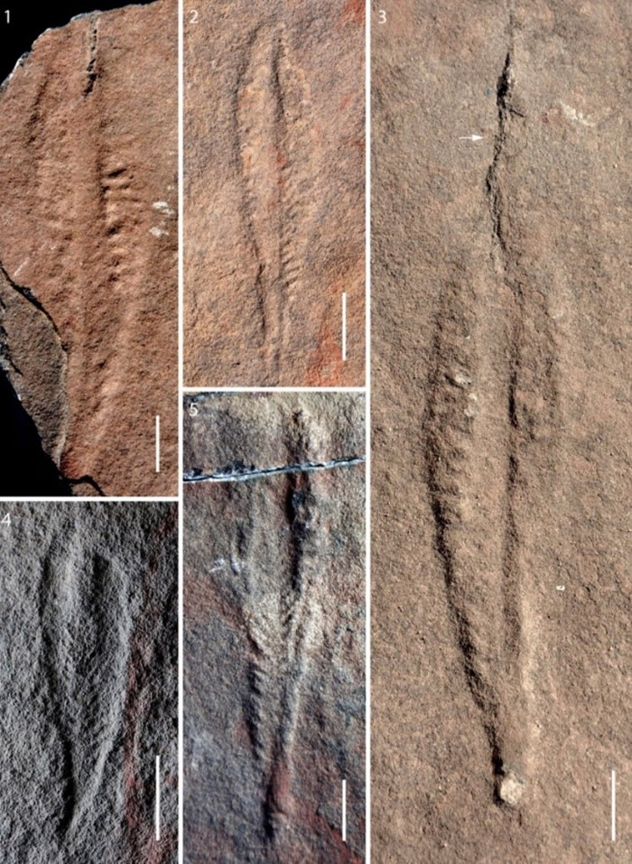 ʯ��̲����Ⱥ�е�Arborea arborea��ʯ