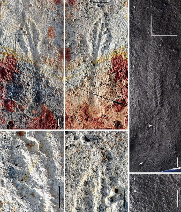 ʯ��̲����Ⱥ�е�δ����Arborea sp. A��1-4����Arborea sp. B��5-6��