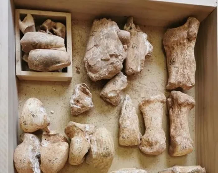 团伙作案盗“龙骨” 警方收缴古脊椎动物化石500多公斤