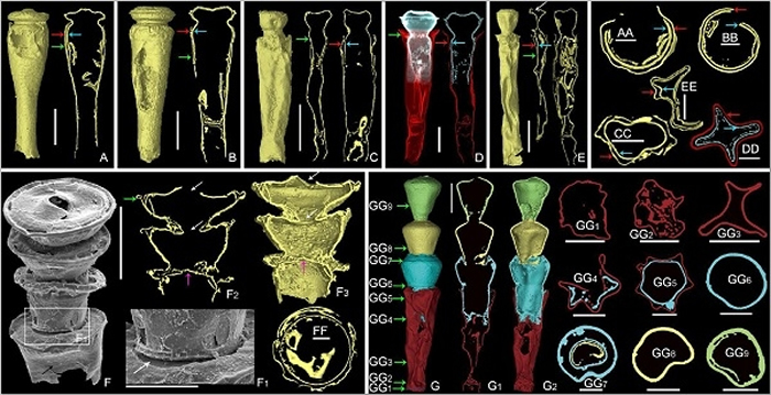 ��΢CT�µ�����걾��������ĸ��걾�����������ع۲⵽�Ӵ��Ŀ���