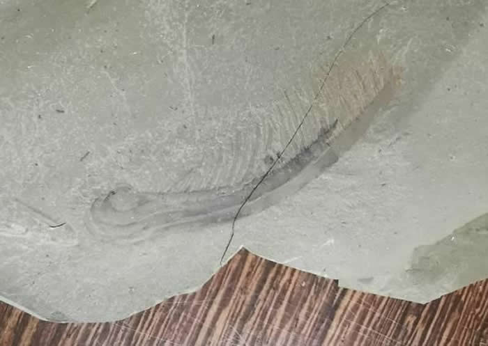 ɽ�����ʷ���5����ǰ��������Ƕ�����Ϻ��Ʒ�֡���������Ϻ��ʯ �о�13�������