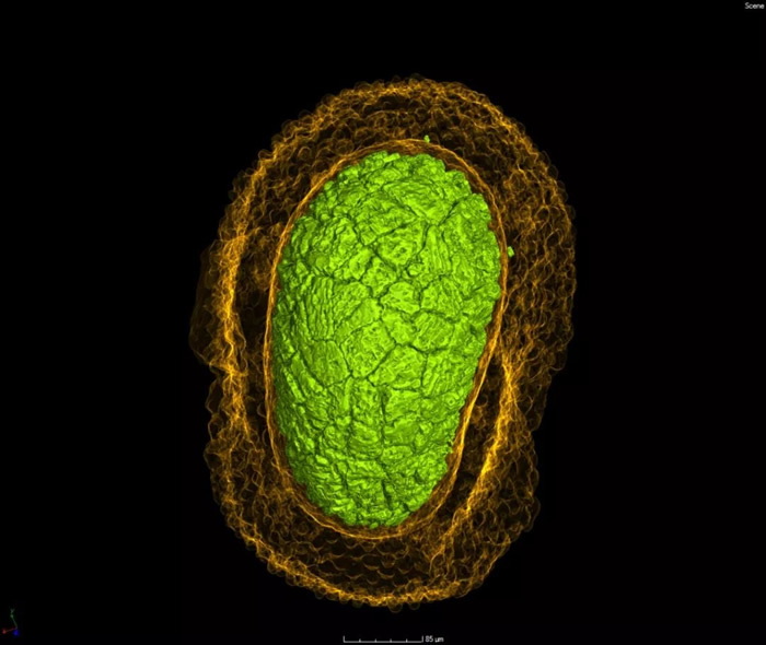 ���ھ������򵰸�ԭ