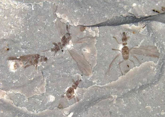 �Ƶ�ӱ��������ɵĹż���