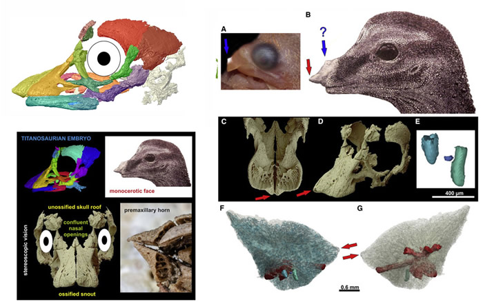 �ڰ���͢���������Ƿ��ֵ�һö�������������˾��ȵ���̥ͷ������