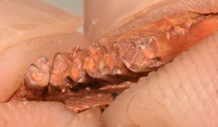 ����ʡ���ϲ��������ݺ����з��ִ���2500����ǰ������ʱ�ڵĲ��鶯�ﻯʯ