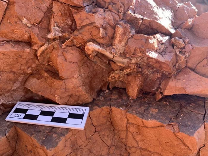 ����ʡ���ϲ��������ݺ����з��ִ���2500����ǰ������ʱ�ڵĲ��鶯�ﻯʯ