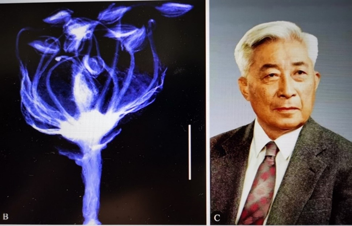 丁氏花与丁石孙先生. 左图是丁氏花在微CT中的图像，右图是前北京大学校长、著名数学家丁石孙先生