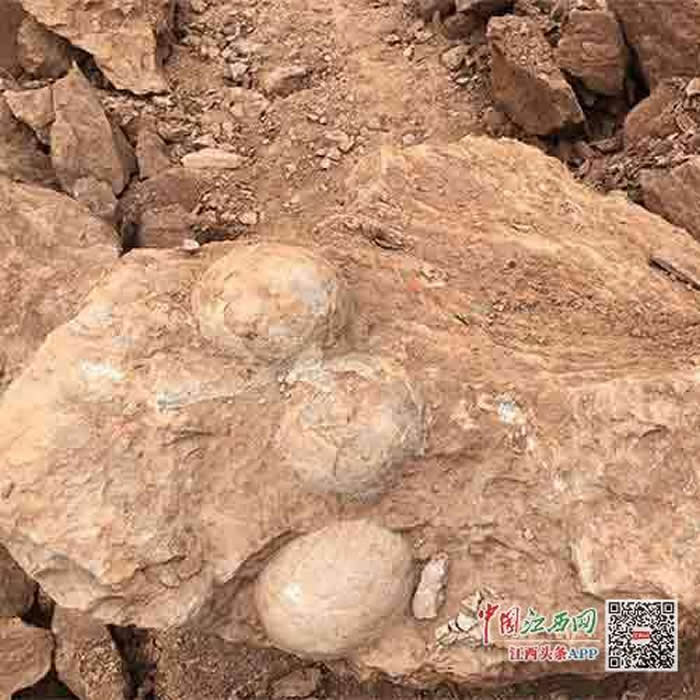 江西萍乡上栗工地发现数十枚恐龙蛋化石