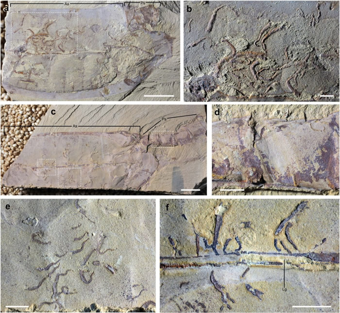 ͼ1 �ų棨Vetulicola���Լ����������ڱ����Ⱥ�����ȳ棨Vermilituus gregarius�����걾�������϶�������ͳν�����Ⱥ��ͼƬ�޸���Li