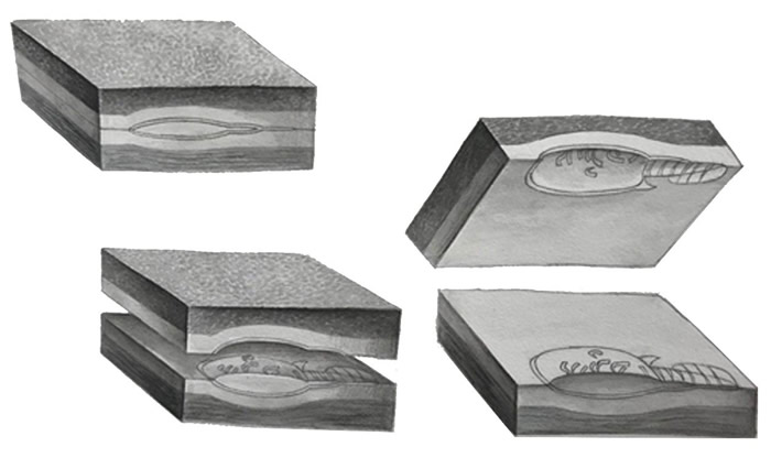 图2 古虫与共生的群居喇叭虫的保存方式图解。左上：古虫埋在岩层中；左下：岩石穿过化石裂开，因此在两个板子上都保存有古虫的内表面和外表面-；右：打开之后，可见群居
