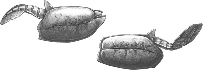 图3 楔形古虫（左）与长方形古虫（右）手绘复原图，显示前体壳内表面被群君喇叭虫污染。图片来自Li et al., 2020, Communications Bi