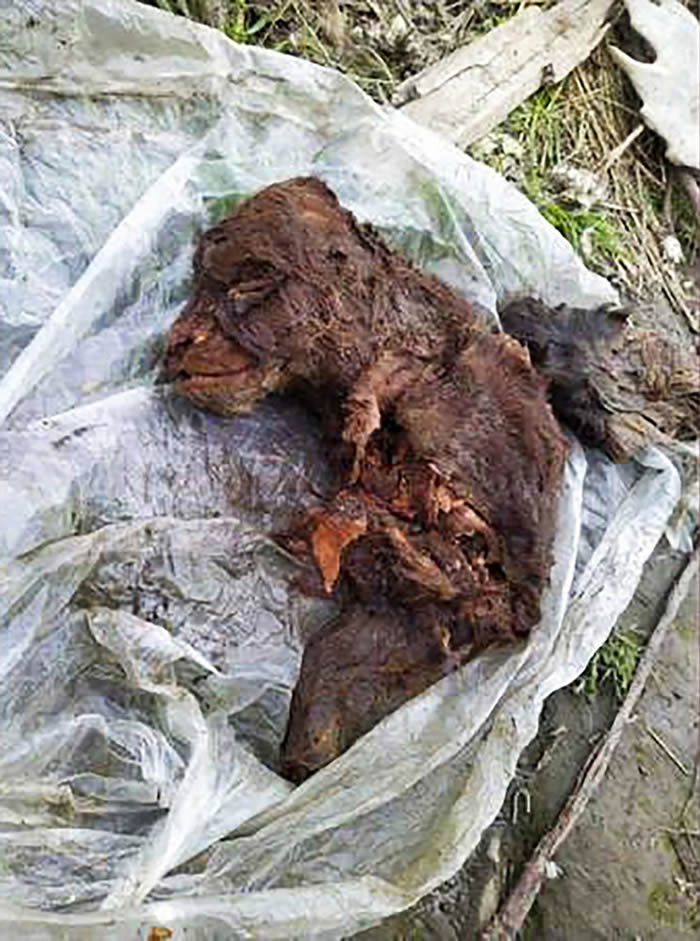 ����˹�ſ��ش����ǻ��򵺷��ֱ���������֯�Ķ����ź�