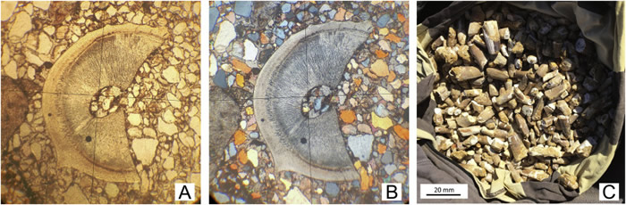摩洛哥撒哈拉沙漠河床发现的大量牙齿化石进一步证实棘龙是一种水生恐龙