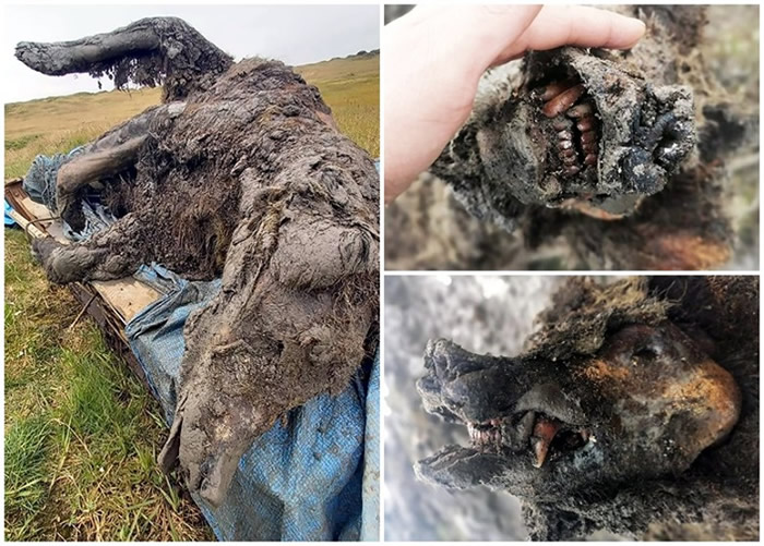 ����˹�����������ǻ���Ⱥ�����ַ���4����ǰ�����ź�