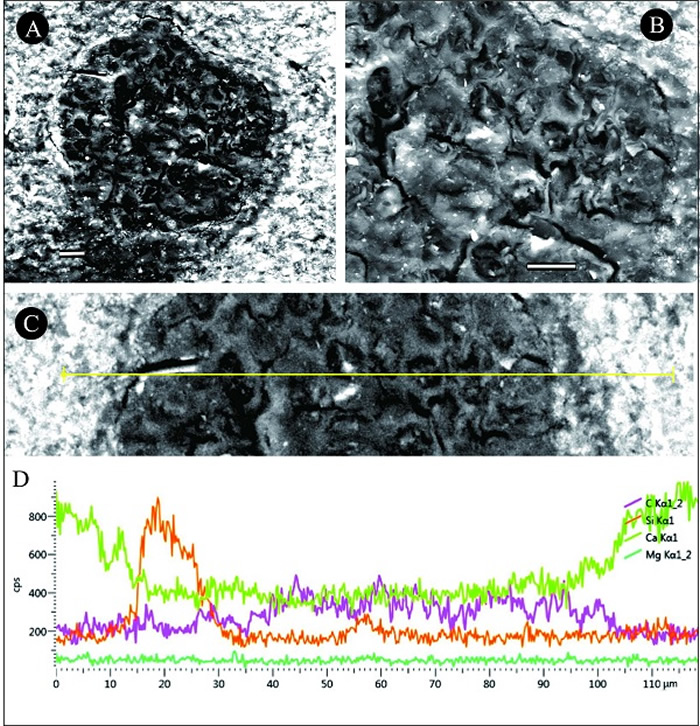 ����Ⱥ�ӱߴ���΢�廯ʯ�������ײ��Խ��