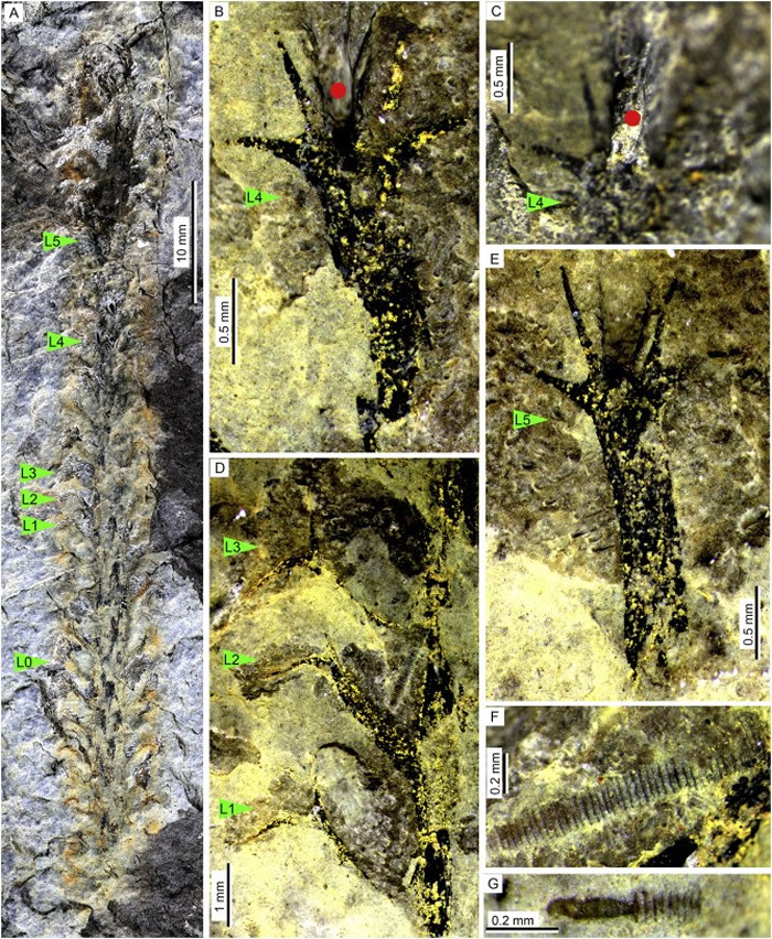 云南盘溪中-晚泥盆世地层中所产出的Leclerciqa(莱氏蕨)石松类和竹节石化石
