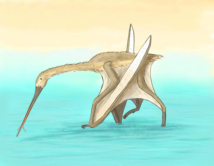 Ħ緢ڰѼڵƷLeptostomia begaaensis qһʳ