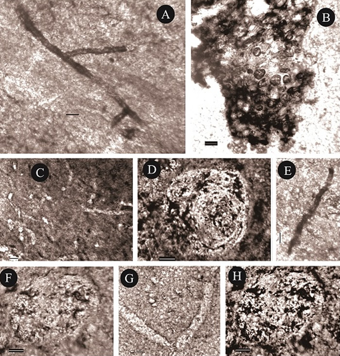 ����Ⱥ�ӱߴ��鲿��ԭλ����΢�廯ʯ��