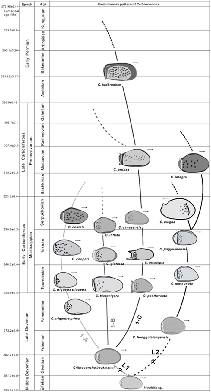 介形类Cribroconcha属的演化模式