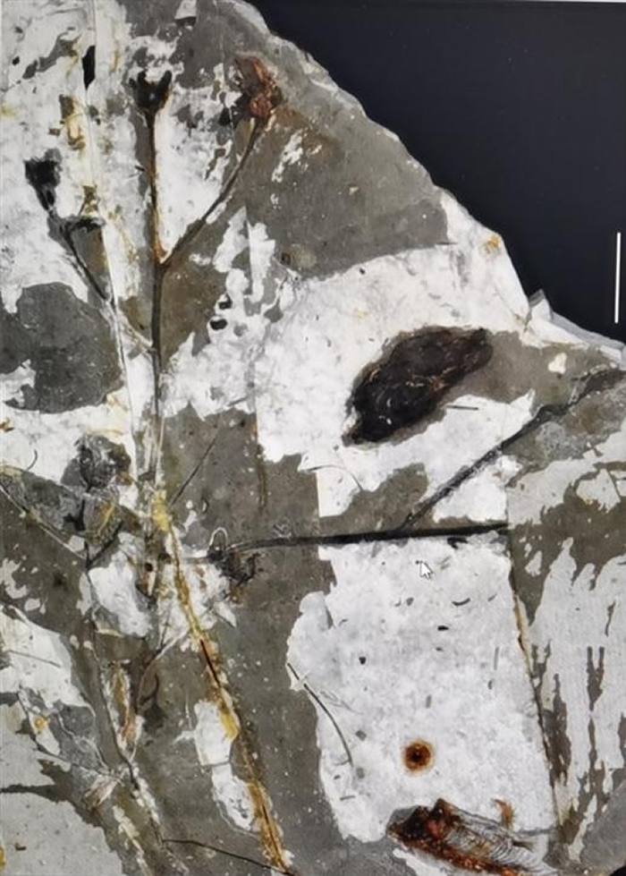 ������Դ��������������ز��г����ı���ֲ�ﻯʯ������Դ���