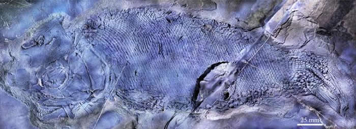 《PeerJ》：云南罗平发现世界上最古老的疣齿鱼科鱼类化石——“云南暴鱼”