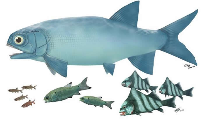 “云南暴鱼”（上）与其他罗平鱼类（下）体型比较