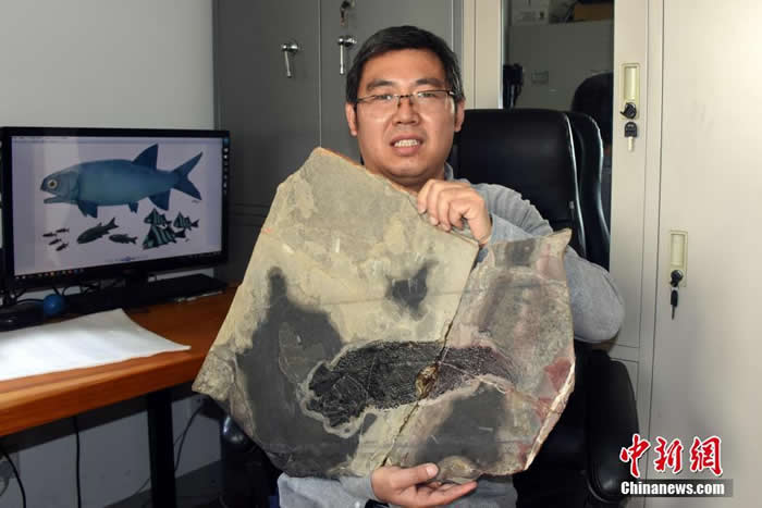 徐光辉研究员展示在云南罗平发现的迄今最古老的疣齿鱼科鱼类化石——“云南暴鱼”