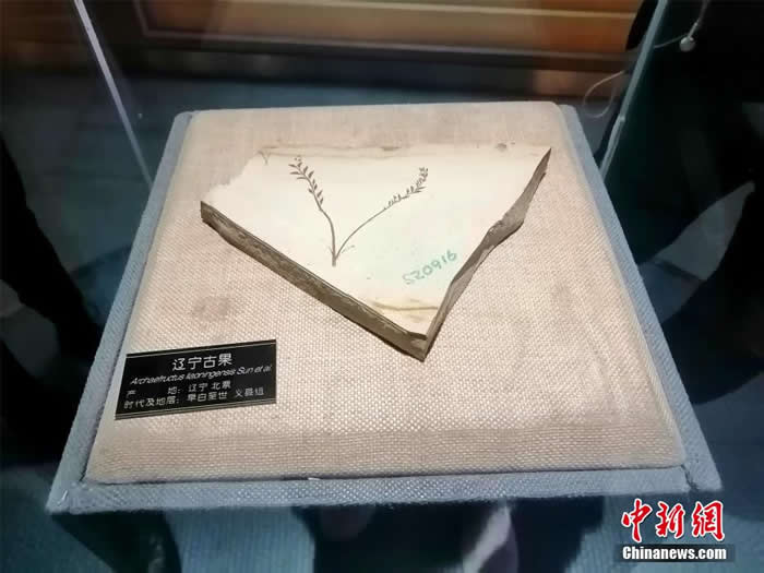 ̽������ʡ��������ʯ���ҵ��ʹ�԰