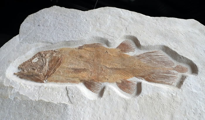 2亿年前古老鱼类化石将在英国预计以5万英镑的价格拍卖