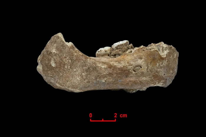 白石崖溶洞夏河人下颌骨化石研究揭示丹尼索瓦人在晚更新世长期生活在青藏高原