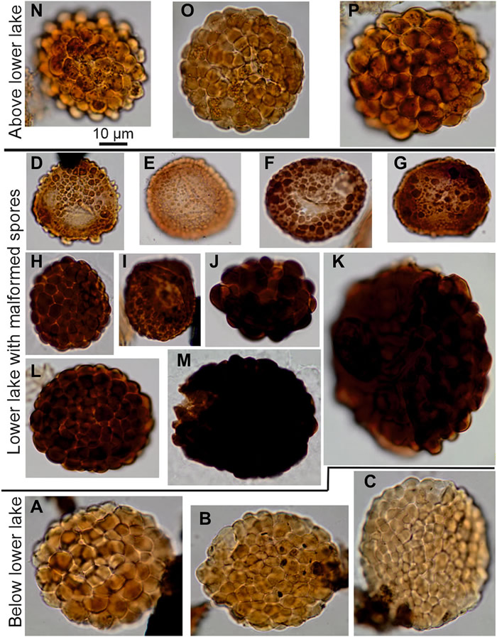 泥盆纪-石炭纪界线及其上、下层位正常及畸形V. nitidus 孢子。(A–C)Stensio Bjerg剖面D-C界线之下充满瘤的正常V. nitidus 孢