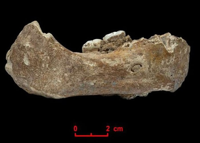“夏河人”颔骨化石，证实他就是丹尼索瓦人。