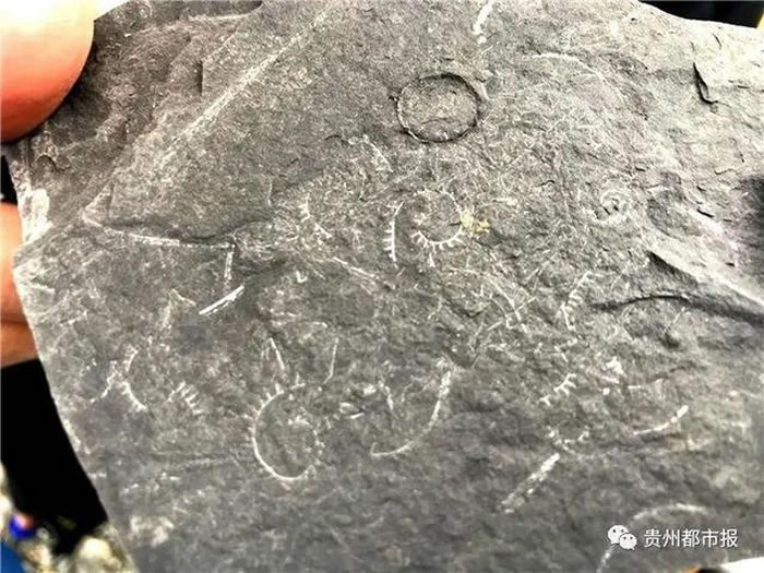 ����ʡ������ͩ����Ң��ɽ���ֶദ�����ﻯʯ��