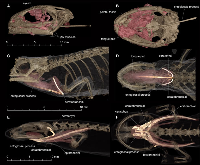 ��ʯ������ʾ��������ʱ�ı�ɫ�������ǰ�����������ܶ���Yaksha perettii