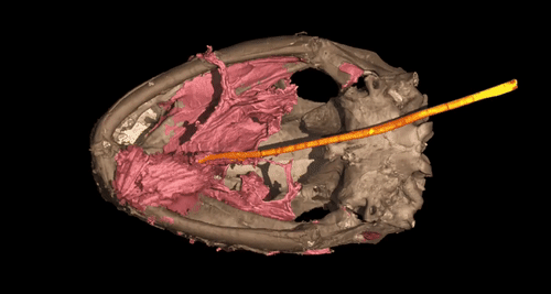 9900����ǰ�����ද��Albanerpetontids�ǡ�����ʽ����ͷ������ʹ����