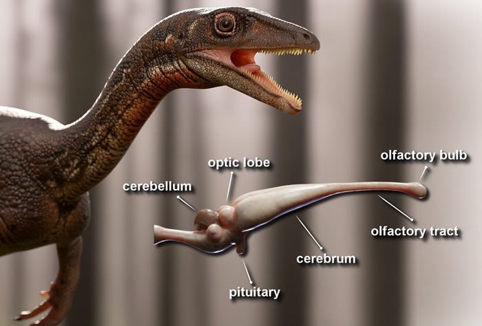 ��ѧ�һ�ԭ2.33����ǰ���ϵ���Buriolestes schultzi���� �����㶹��С