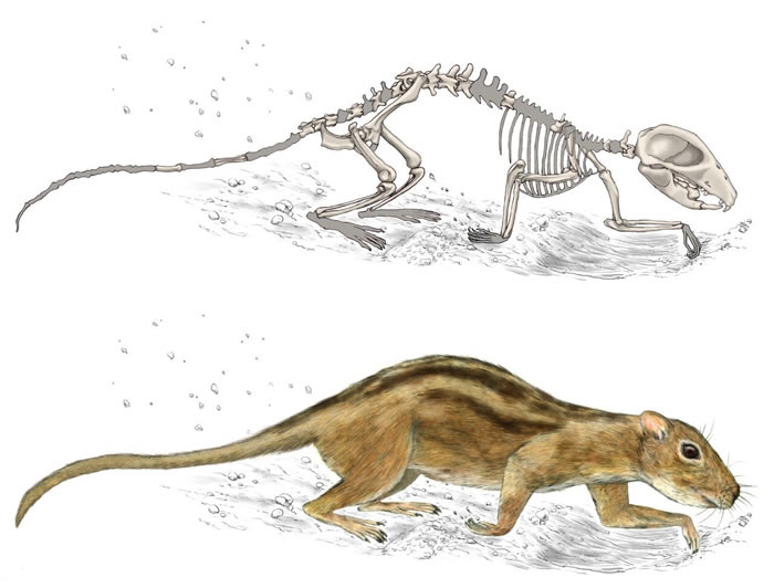 Filikomys primaevus��ԭͼ