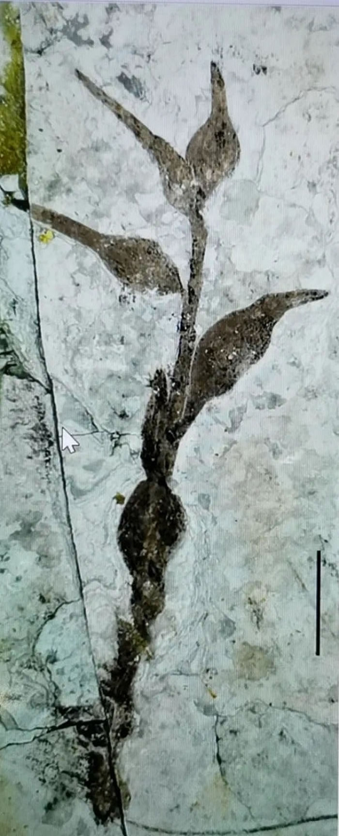 �й������������ֲ����¹���������ʼ��Ϊ����ֲ����Դ�ṩ��֤��